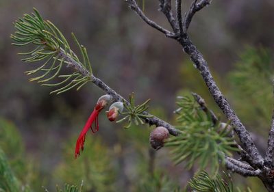 Melaleuca eriocarpa, photographed by Margaret Langley