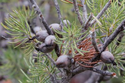 Melaleuca eriocarpa, photographed by Margaret Langley