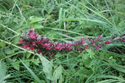 Pontechium maculatum, photographed by Aleksei Baushev