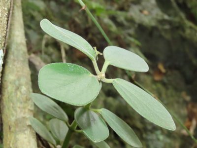 Peperomia japonica, photographed by chiuluan