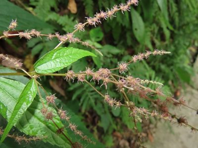 Boehmeria zollingeriana, photographed by chiuluan