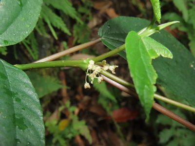 Boehmeria zollingeriana, photographed by chiuluan