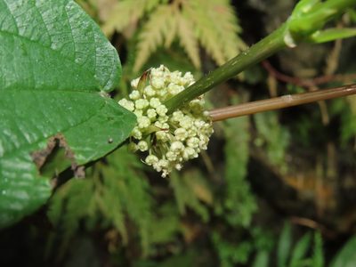 Boehmeria zollingeriana, photographed by chiuluan