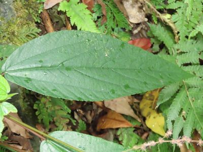 Boehmeria zollingeriana, photographed by chiuluan