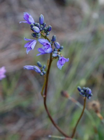 Chamaescilla spiralis, photographed by Margaret Langley