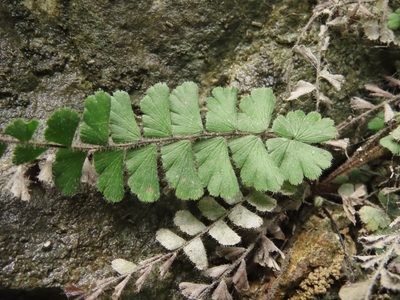 Adiantum ciliatum, photographed by chiuluan