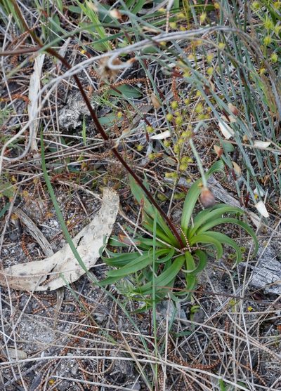 Chamaescilla spiralis, photographed by Margaret Langley