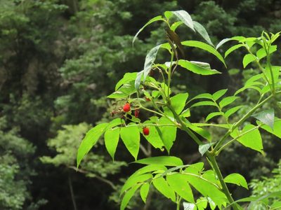 Rubus fraxinifolius, photographed by chiuluan