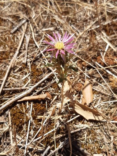 Carlina lanata, photographed by Martin Scheuch