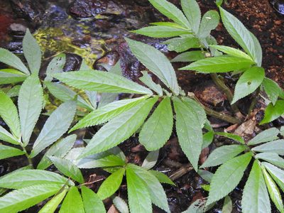 Elatostema reticulatum, photographed by Greg Tasney