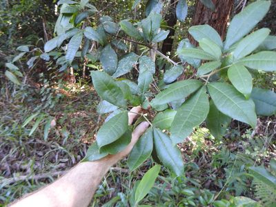 Acronychia pubescens, photographed by Greg Tasney