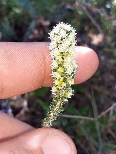 Ifloga repens, photographed by Brian du Preez