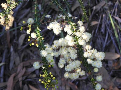 Acacia hubbardiana, photographed by Greg Tasney
