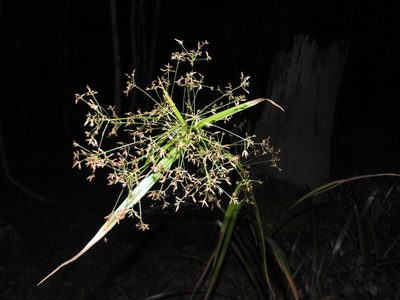Rhynchospora corymbosa, photographed by Greg Tasney