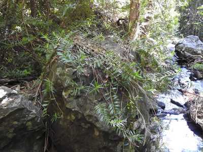 Freycinetia scandens, photographed by Greg Tasney