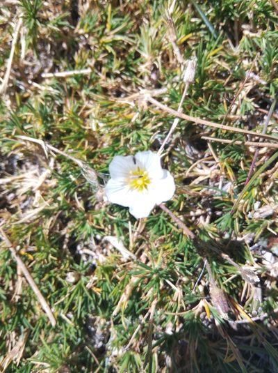 Cherleria capillacea, photographed by Ben Costamagna