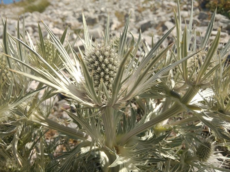 Eryngium spinalba, photographed by Ben Costamagna
