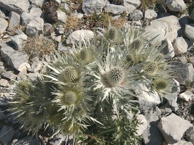 Eryngium spinalba, photographed by Ben Costamagna