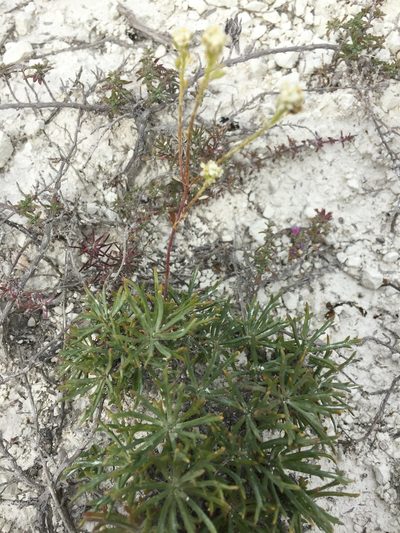 Lepidium meyeri, photographed by Елена Патерикина