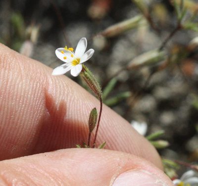 Leptosiphon bolanderi, photographed by Scott Loarie