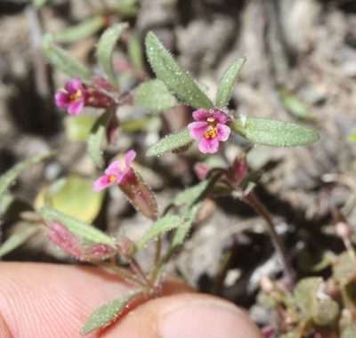 Erythranthe breweri, photographed by Scott Loarie