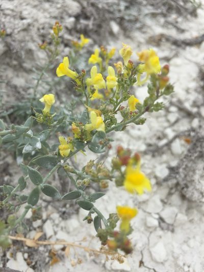 Linaria cretacea, photographed by Елена Патерикина