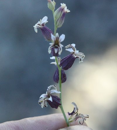 Streptanthus breweri, photographed by Scott Loarie