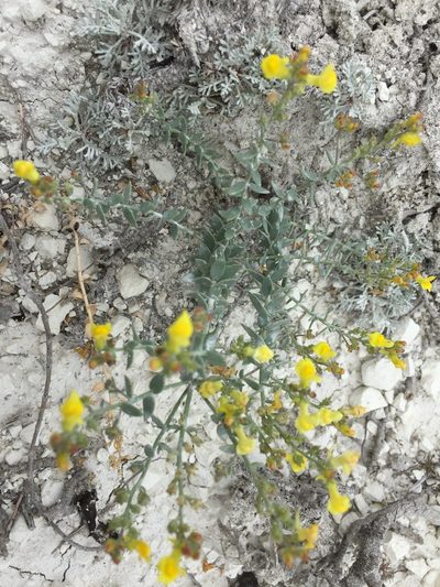 Linaria cretacea, photographed by Елена Патерикина