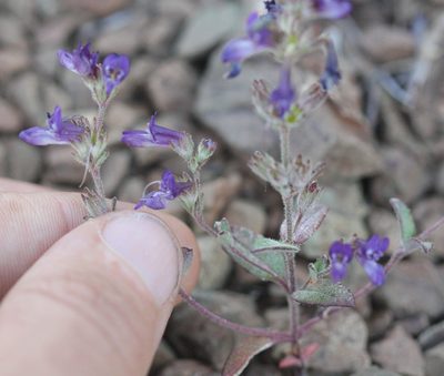 Collinsia greenei, photographed by Scott Loarie