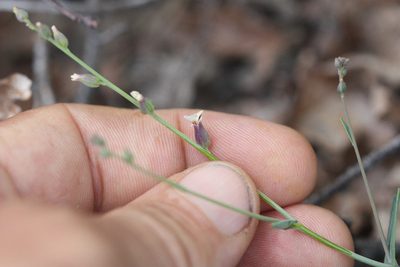Streptanthus breweri, photographed by Scott Loarie