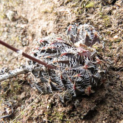 Haworthia arachnoidea, photographed by Christiaan Viljoen