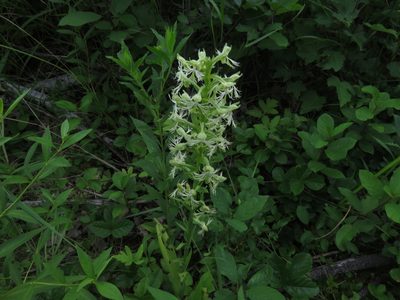 Platanthera lacera, photographed by Lucian Vazquez