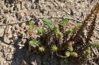 Petrosedum montanum, photographed by Irene Saltini