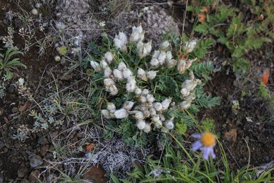 Oxytropis intermedia, photographed by Нурхайдарова Татьяна