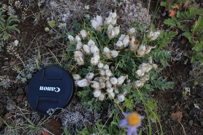Oxytropis intermedia, photographed by Нурхайдарова Татьяна