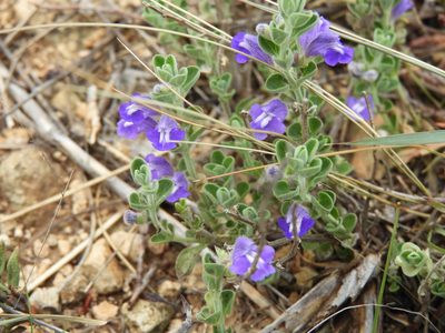 Scutellaria potosina, photographed by Leticia Jiménez Hernández