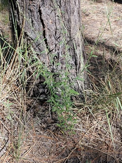 Chenopodium leptophyllum, photographed by Craig Martin