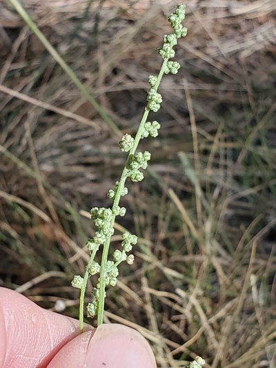 Chenopodium leptophyllum, photographed by Craig Martin
