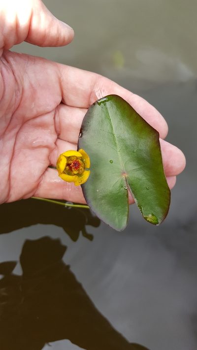 Nuphar microphylla, photographed by Norma Malinowski