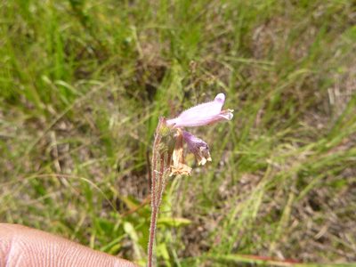 Penstemon australis, photographed by cwarneke