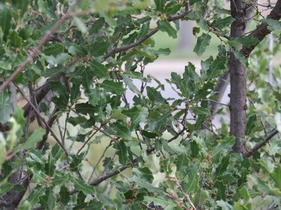 Quercus vaseyana, photographed by johnyochum