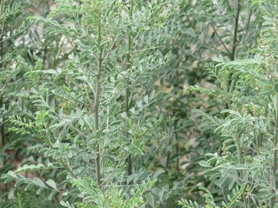 Indigofera lindheimeriana, photographed by johnyochum