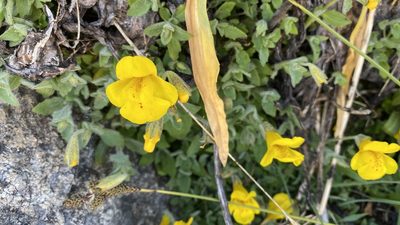 Erythranthe tilingii, photographed by Brendan Black