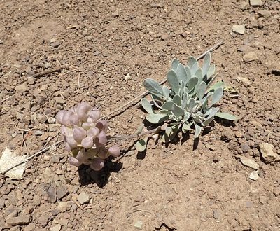Physaria alpestris, photographed by John Brew