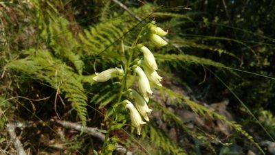 Digitalis lutea, photographed by Josep Gesti