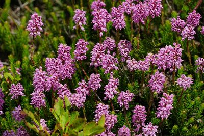 Erica spiculifolia, photographed by xulescu_g