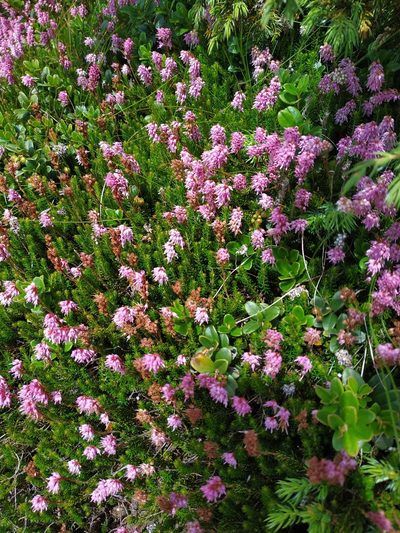Erica spiculifolia, photographed by xulescu_g
