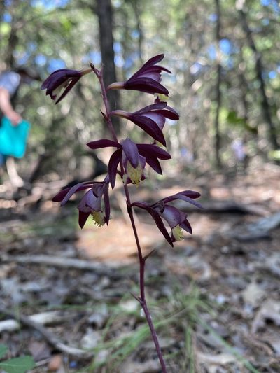 Bletia warnockii, photographed by Brand R