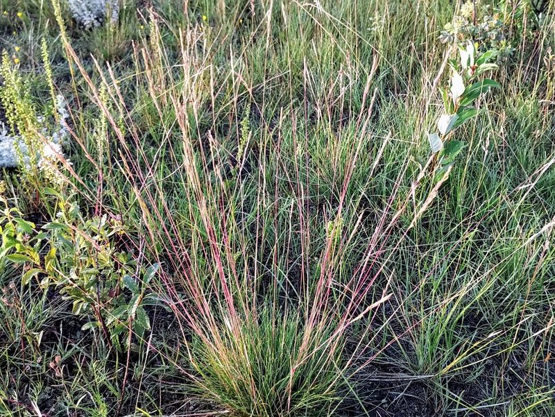 Festuca saximontana, photographed by Doug Macaulay