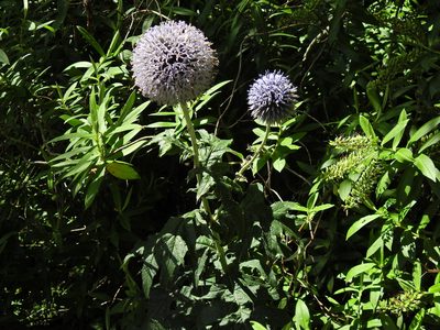 Echinops bannaticus, photographed by Susan Marley